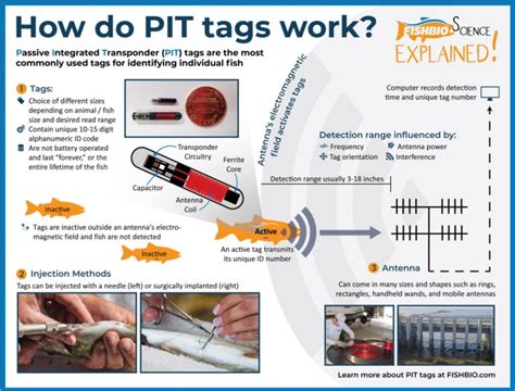 rfid tagging animals marin life|marine animal tags.